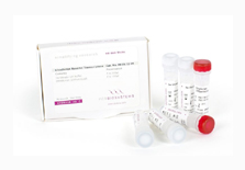 cDNA Synthesis